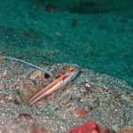 今日も寄り目ダイビング(笑)