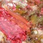 迷って…八幡野へ