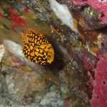 潜り納め、まだ間に合うよ～！