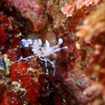 60分ダイブでも足りない！