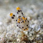 今日はチーフがウミウシガイドを担当してきました！