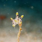 ヨコバマのマクロはさいこうっ👍