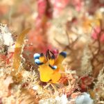 寒さよりマクロ