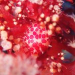 無脊椎動物多めダイブ(^^;)