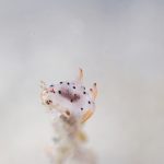 総出で遊びます