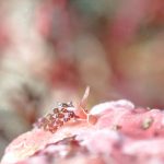 八幡野で楽しむ