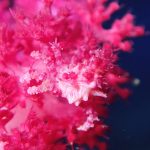 2026年初潜り🎍