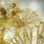 今年の一番搾りは？