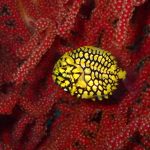 冬の海はワイドもマクロも楽しめます！