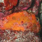 懐かしい生物を追い求めて