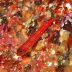 寒さより楽しい海が上回る！