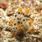 浮遊系のウミウシが出た！