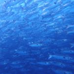 ボラクーダに遭遇👀!