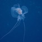 大瀬崎でキアンコウ幼魚