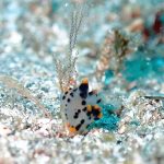 良い生物見れたぜ