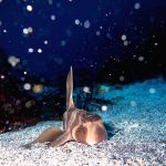 菖蒲沢＆IOP　ログ