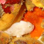 八幡野の浅場攻め