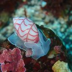 透明度バッチリ！海も落ち着いてきた！