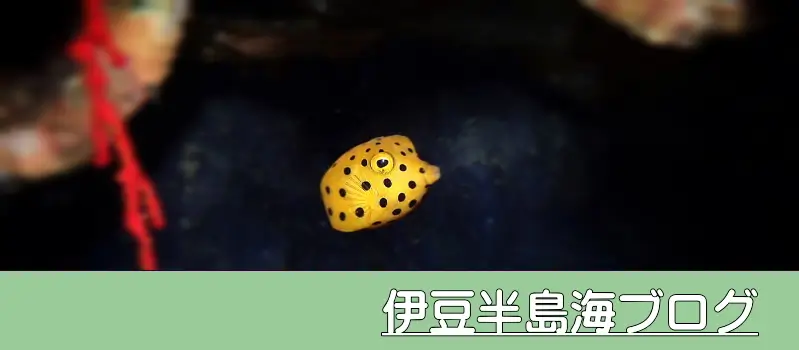 伊豆半島海ブログ