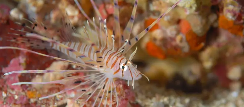 伊豆ファンダイビング