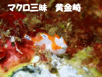 マクロ三昧 黄金崎