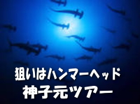 狙いはハンマーヘッド神子元ツアー