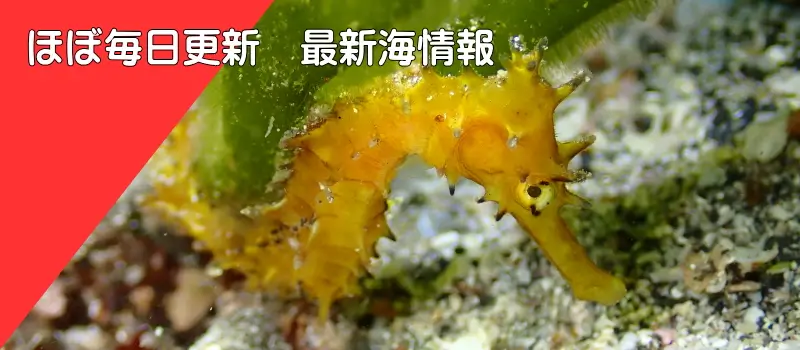 ほぼ毎日更新　最新海情報
