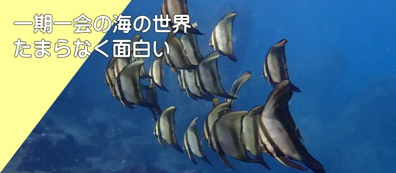 一期一会の海の世界　たまらなく面白い