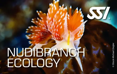 SSI NUDIBRANCH ECOLOGY