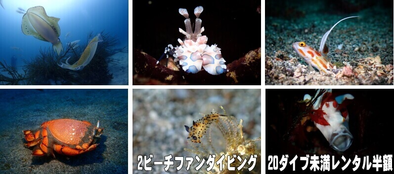 2ビーチファンダイビング 20ダイブ未満レンタル半額