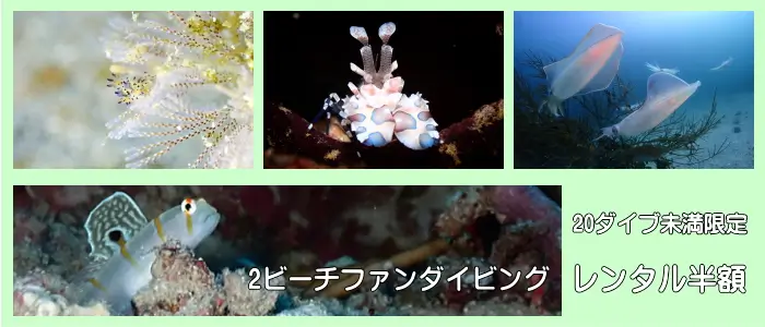 2ビーチファンダイビング 20ダイブ未満限定レンタル半額