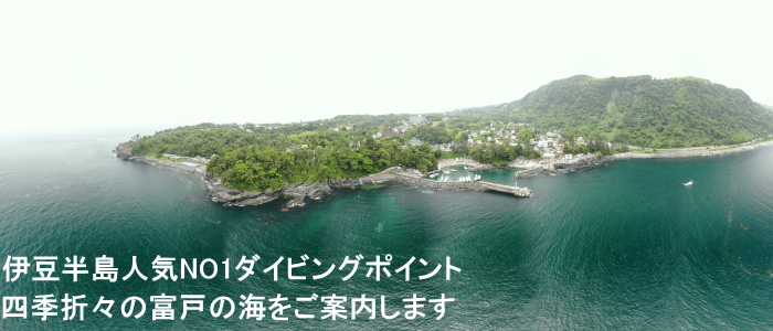 伊豆半島人気NO1ダイビングポイント　四季折々の富戸の海をご案内します