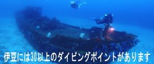 伊豆には30以上のダイビングポイントがあります