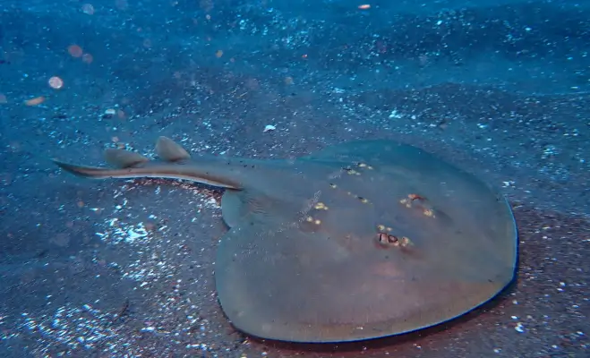 赤沢2ビーチダイビング￥13,860　1ビーチ1ボート￥18,810