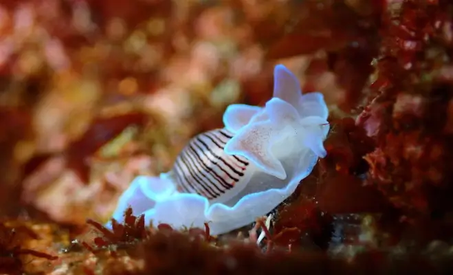 浮島2ビーチダイビング￥14,850