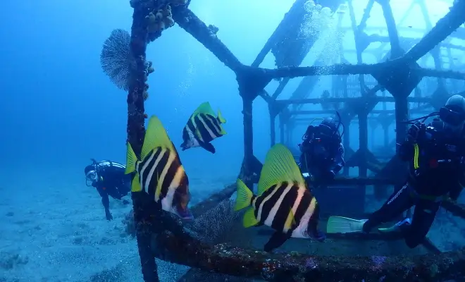 初島2ビーチダイビング￥16,940