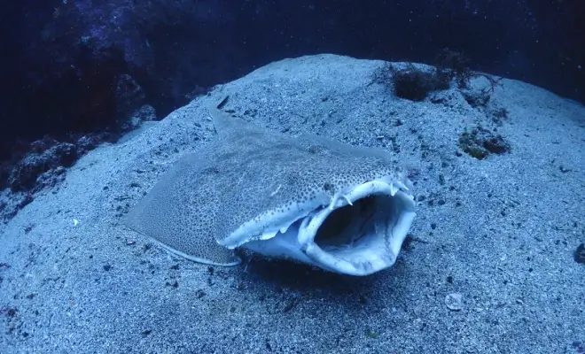 伊豆海洋公園2ビーチダイビング￥14,190