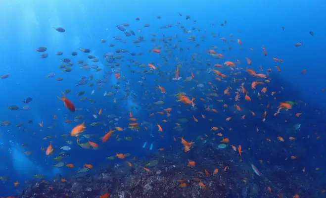 伊東2ボートダイビング￥19,800