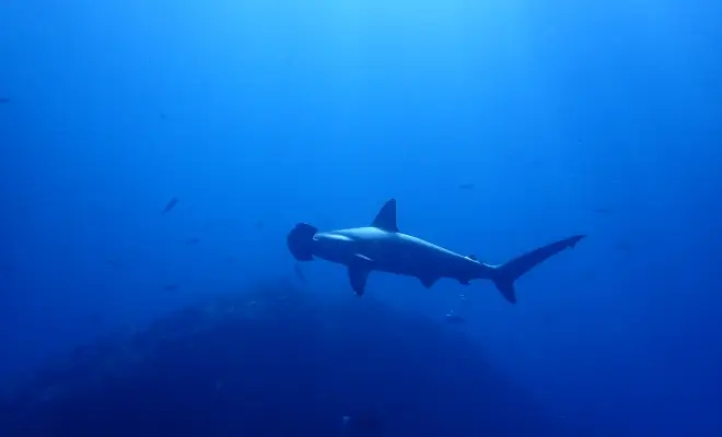 神子元2ボートダイビング￥23,100