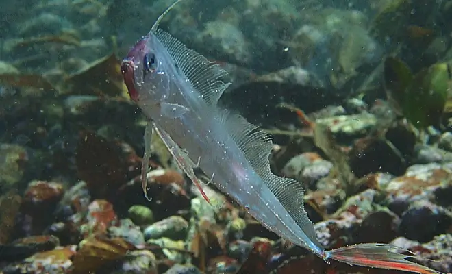 大瀬崎2ビーチダイビング￥14,850